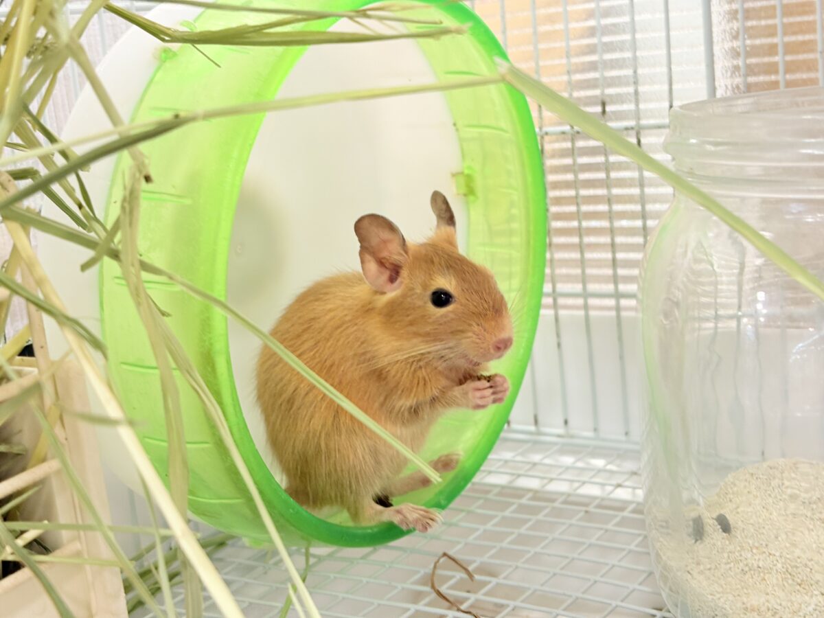 デグー