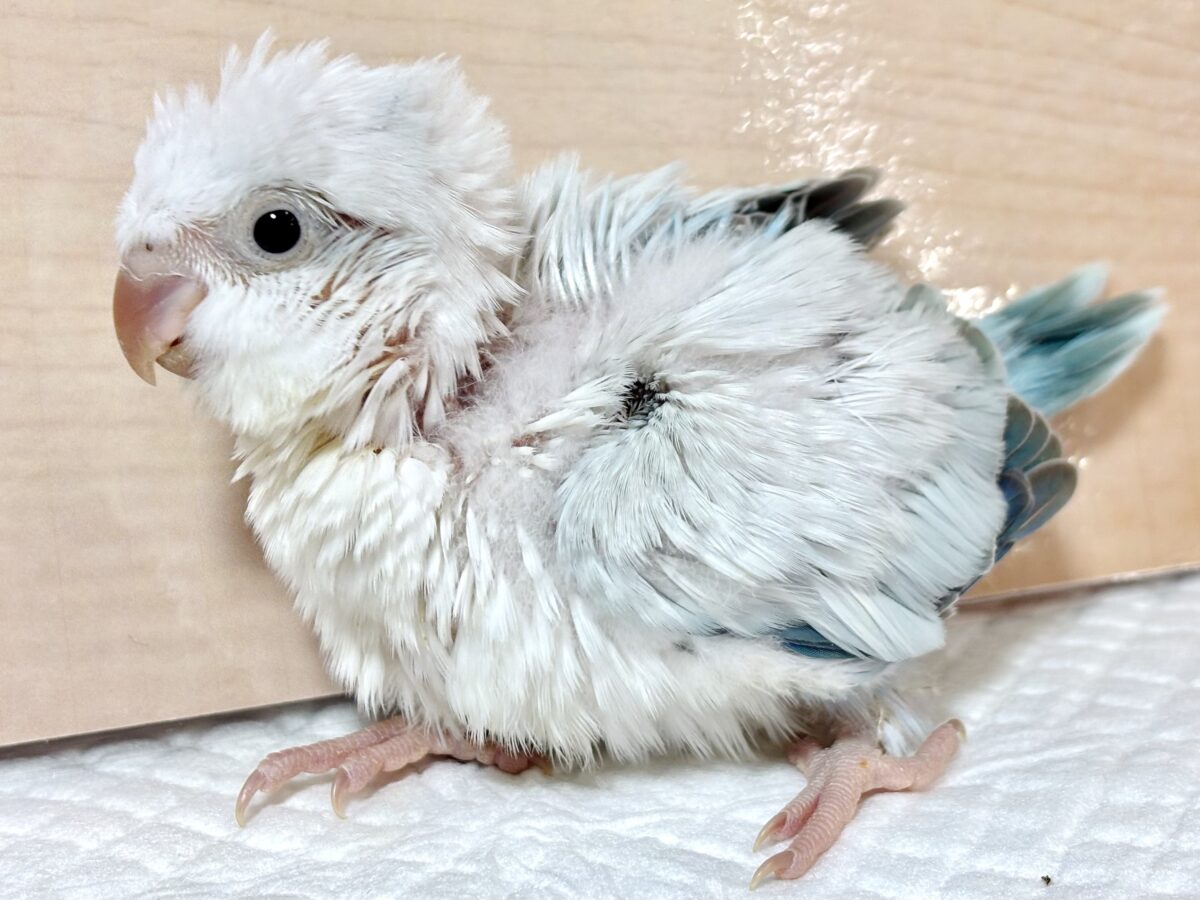 オキナインコ