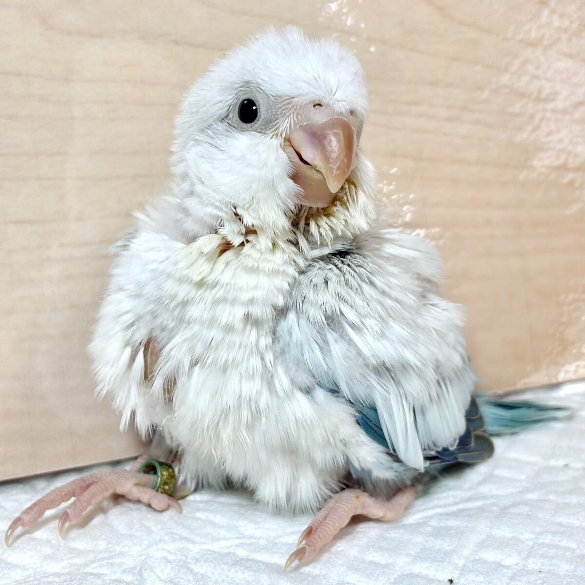 オキナインコ ブルーパリッドオパーリン ️🩵🦋🌧∗*ﾟ