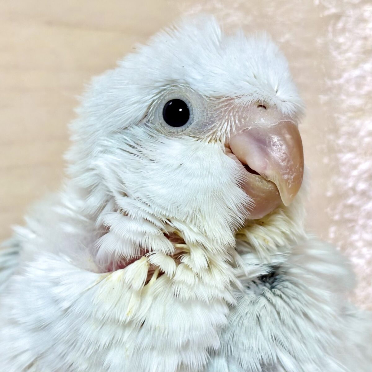 オキナインコ