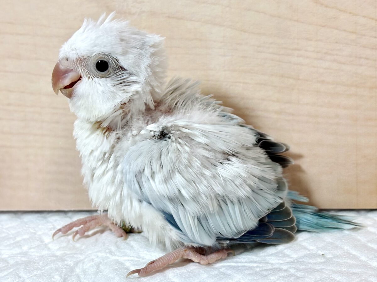 オキナインコ