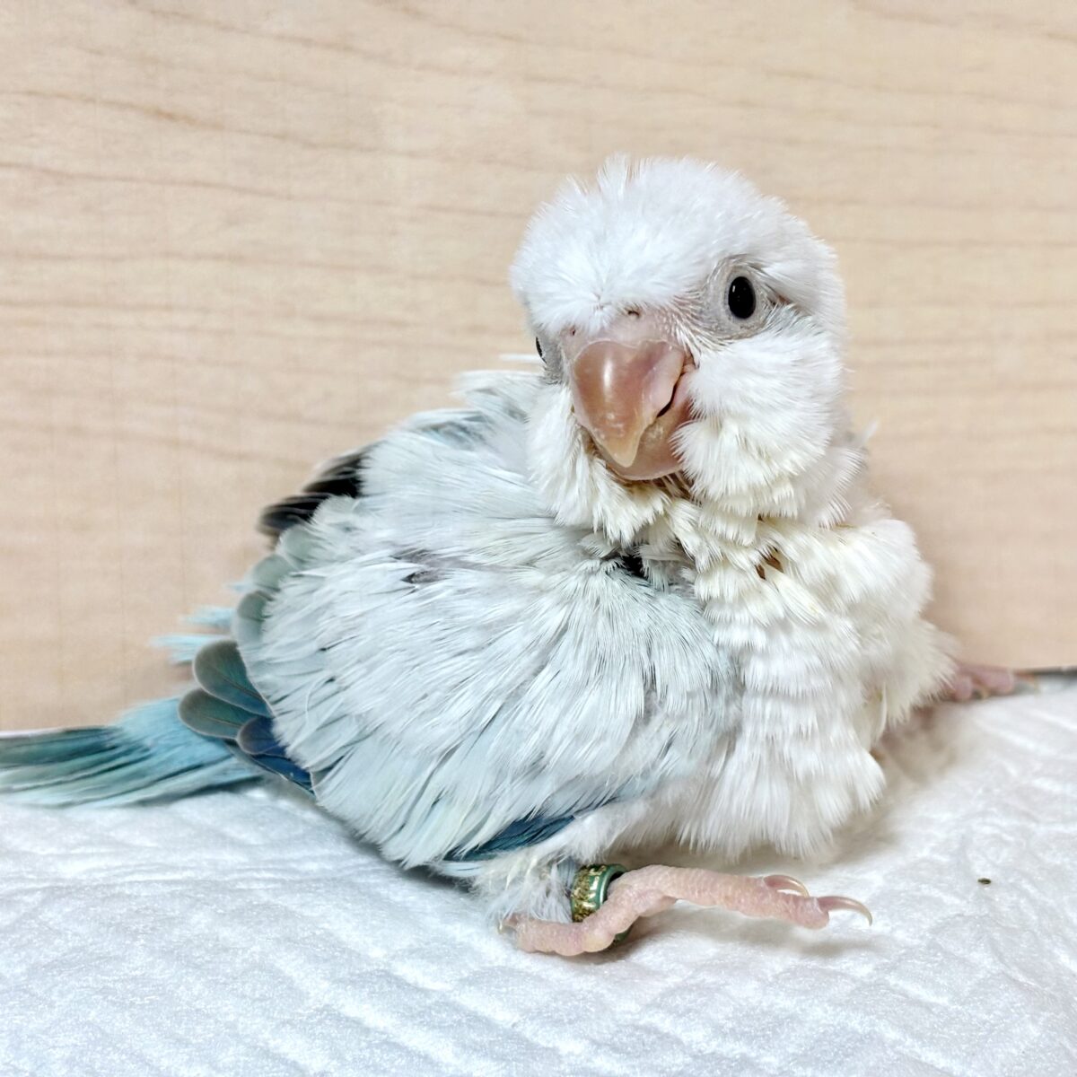 オキナインコ