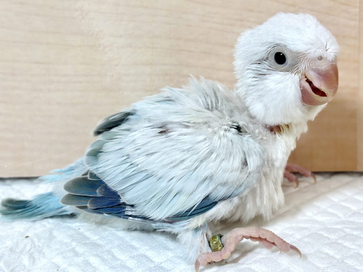 オキナインコ