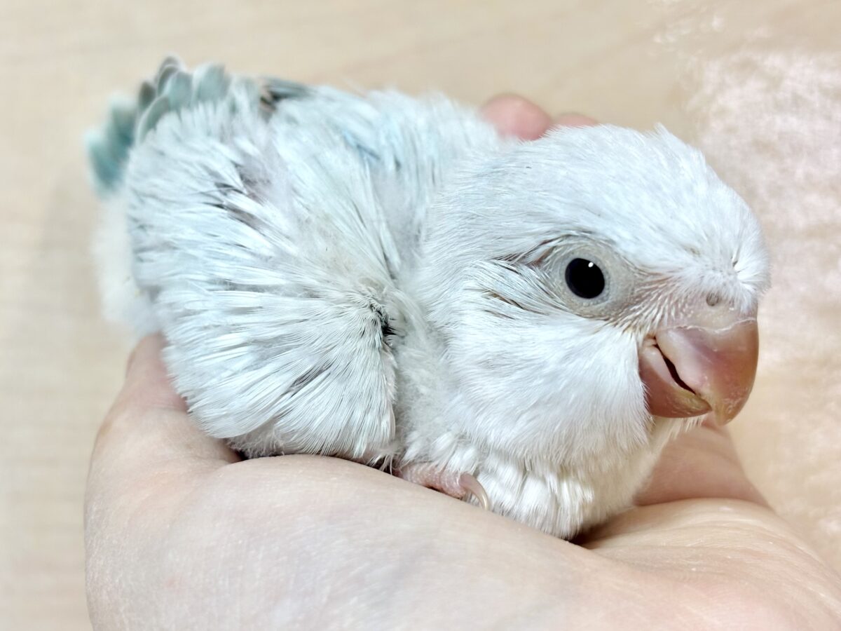 オキナインコ