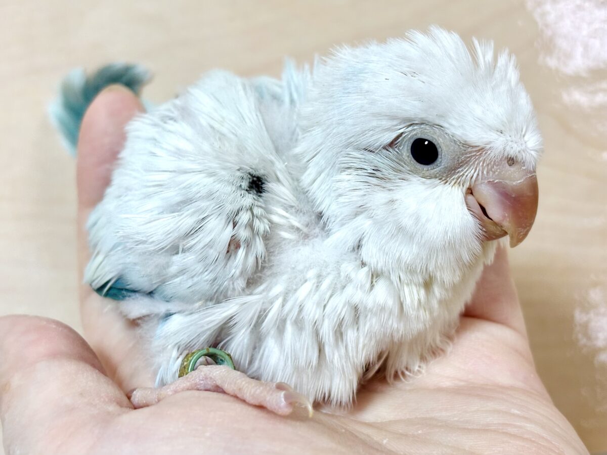 オキナインコ ブルーパリッドオパーリン ️🩵🦋🌧∗*゚ オキナインコ