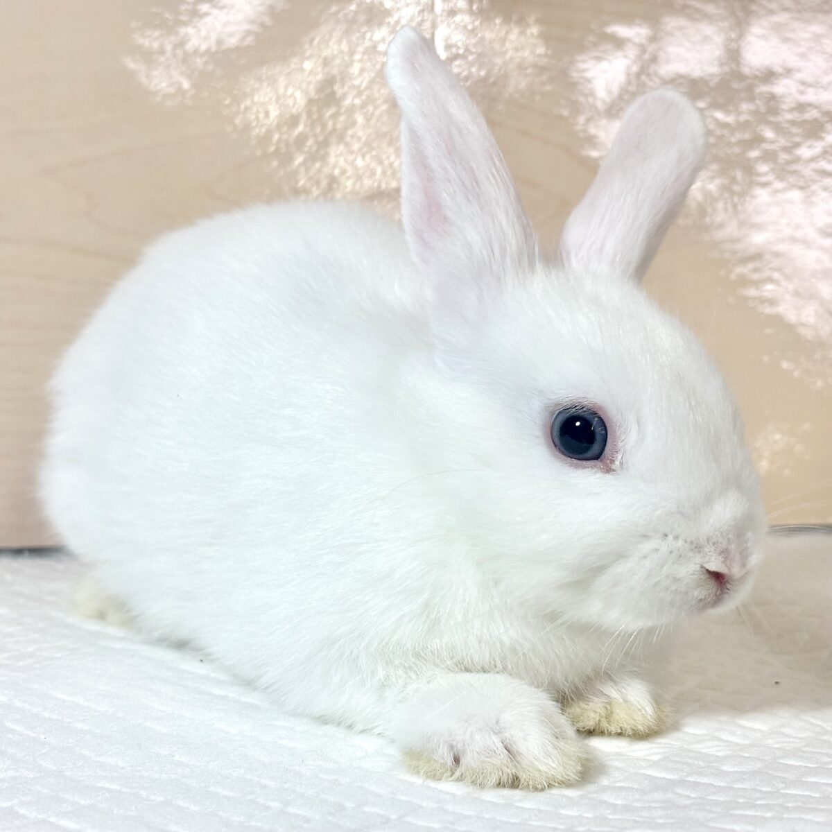 ドワーフホト