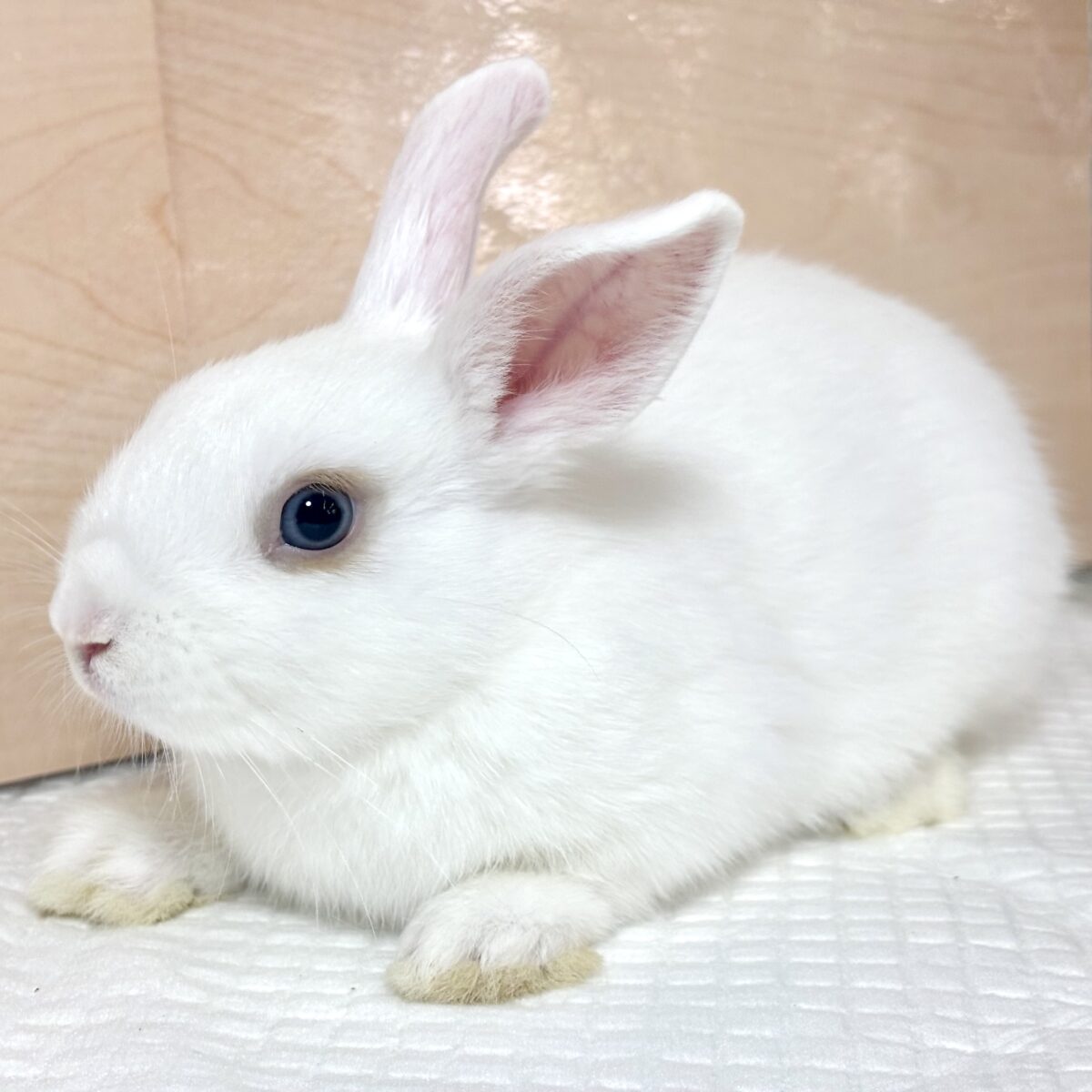 ドワーフホト