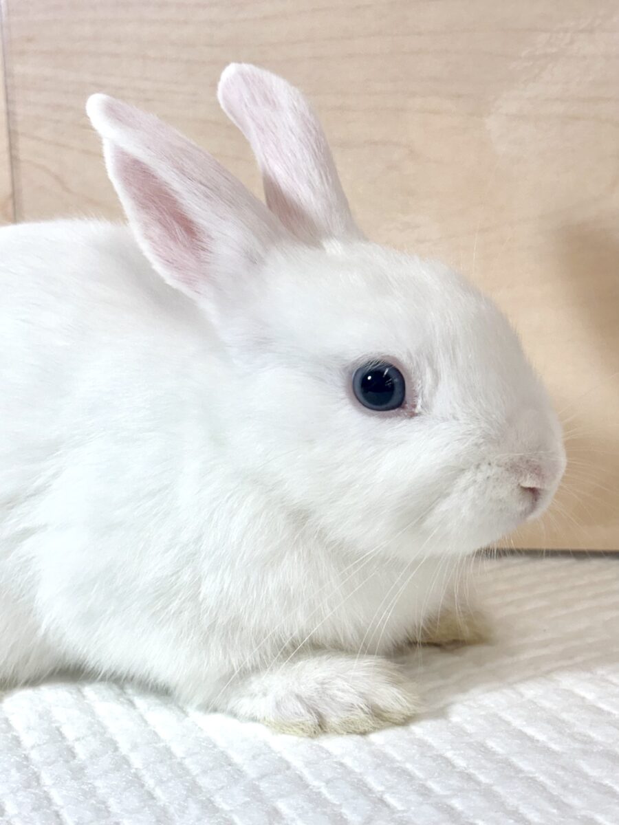 ドワーフホト