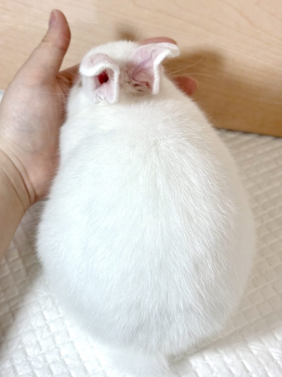 ドワーフホト