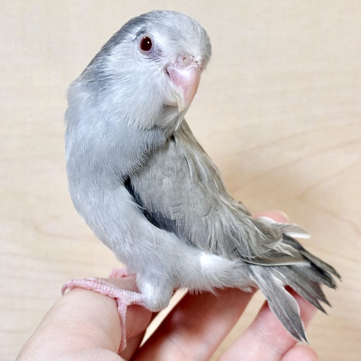 マメルリハ