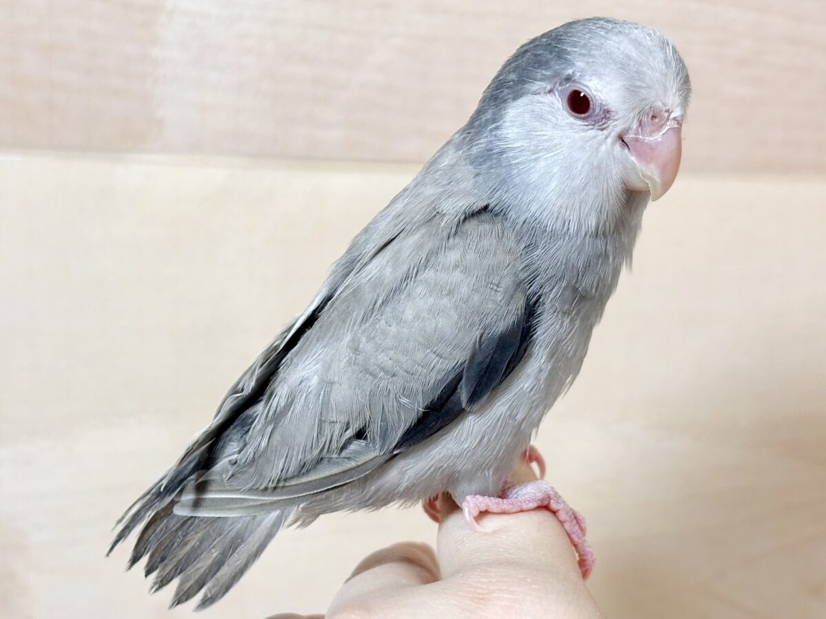 マメルリハ
