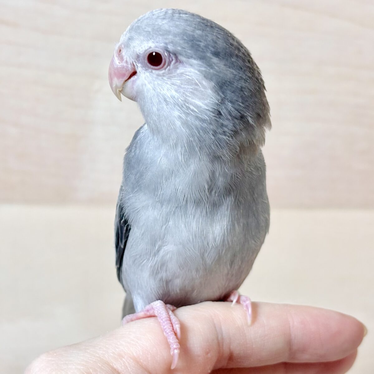 マメルリハ