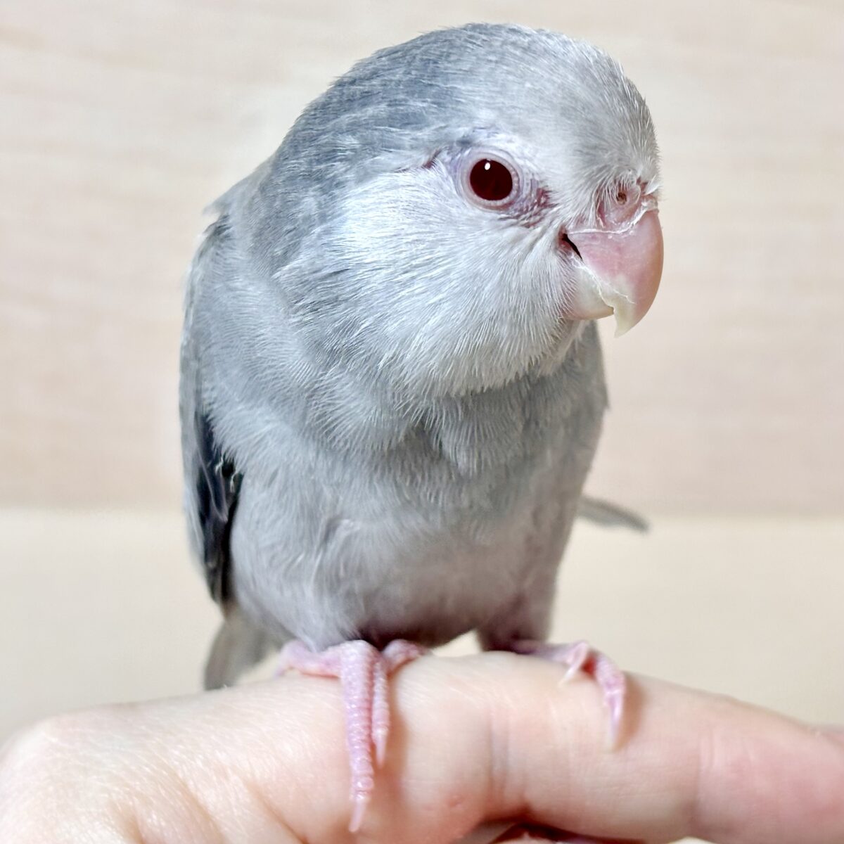 マメルリハ