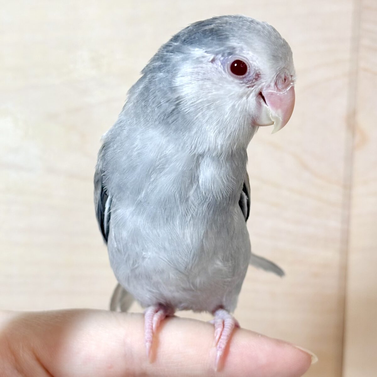 マメルリハ