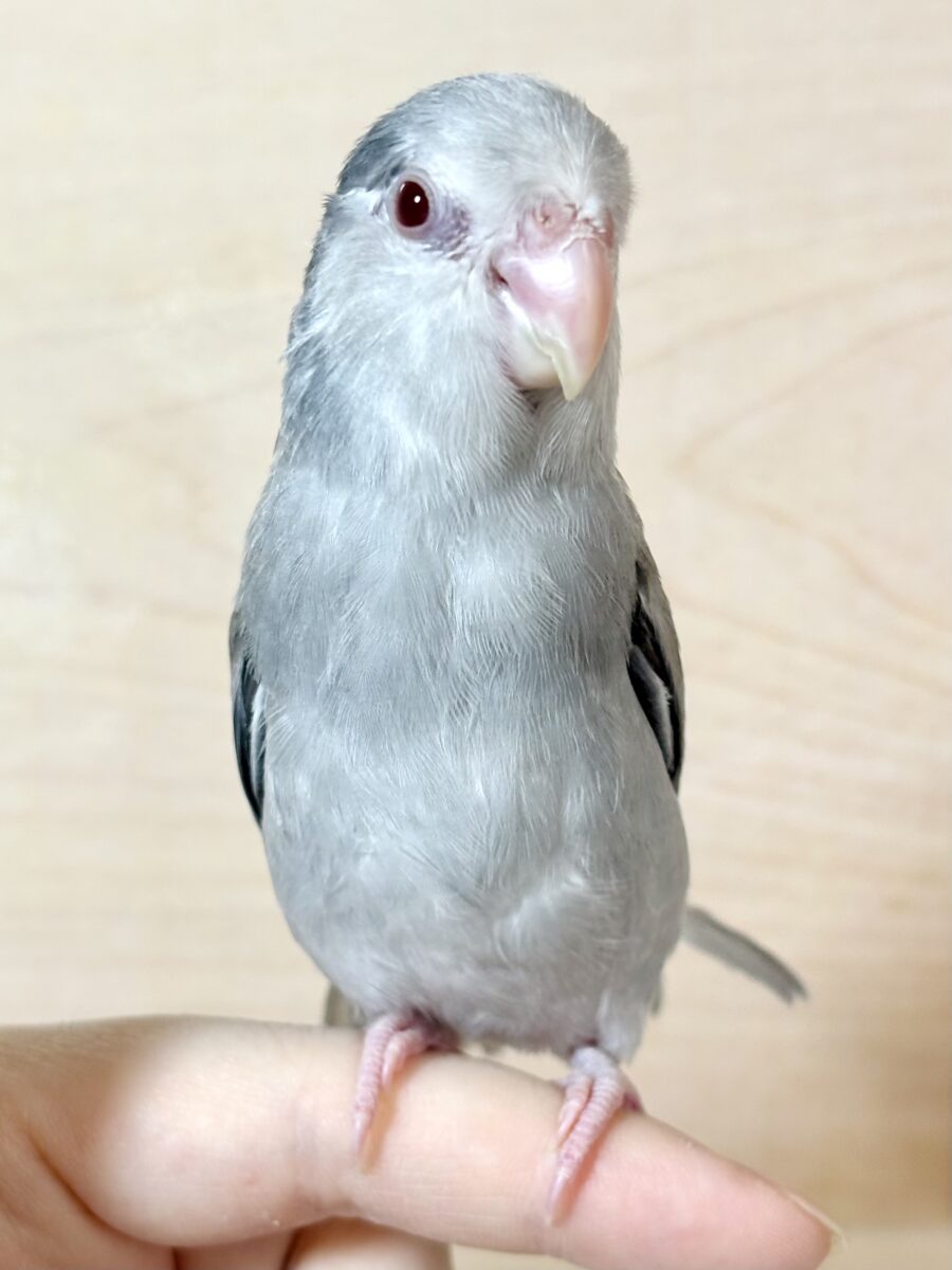マメルリハ