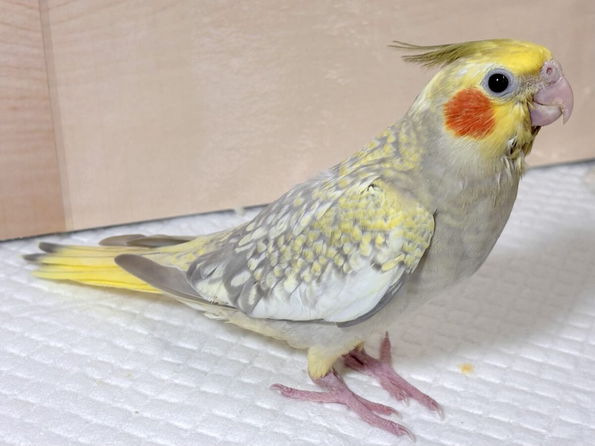 オカメインコ