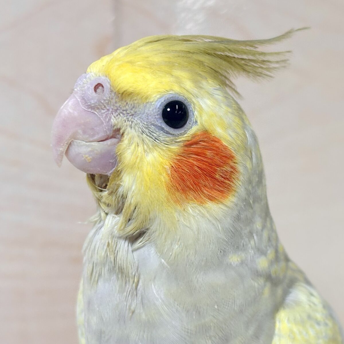 オカメインコ シナモンパール 🍯🐝🫖⋆゜