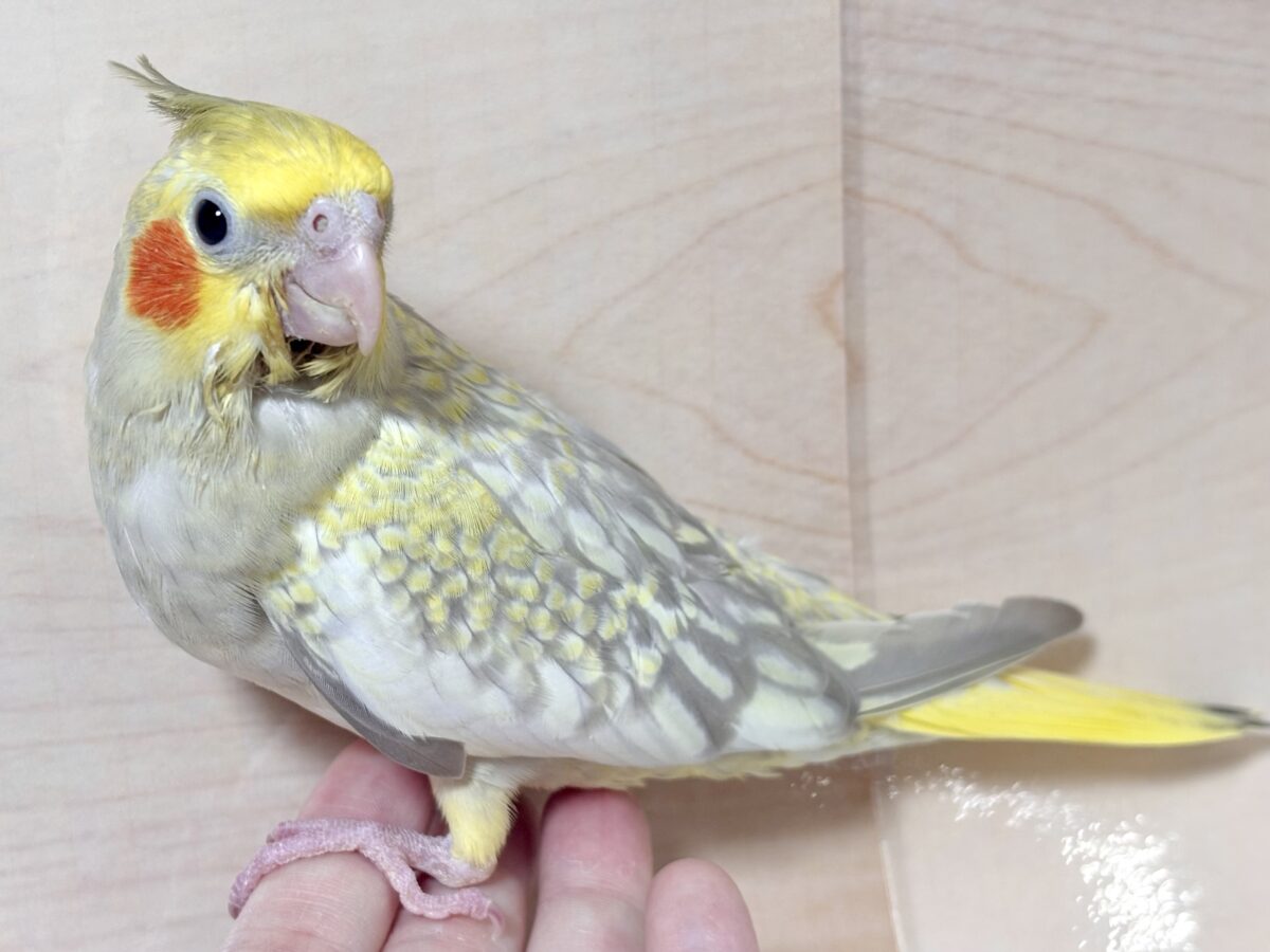 オカメインコ