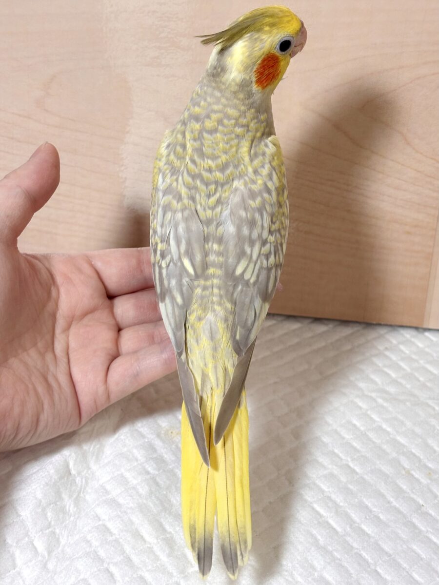 オカメインコ