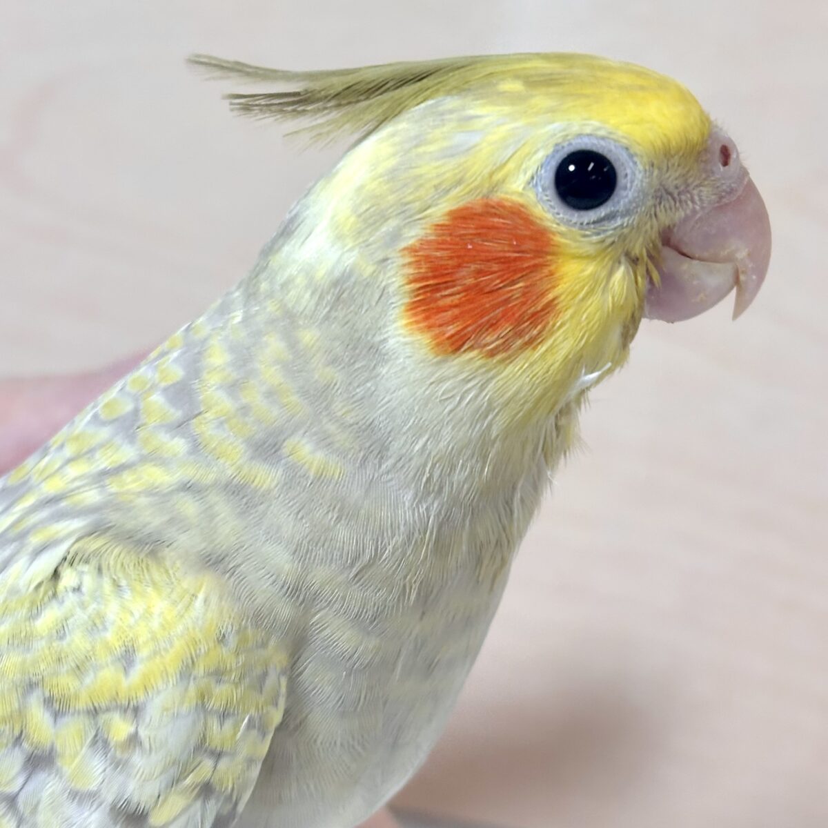 オカメインコ