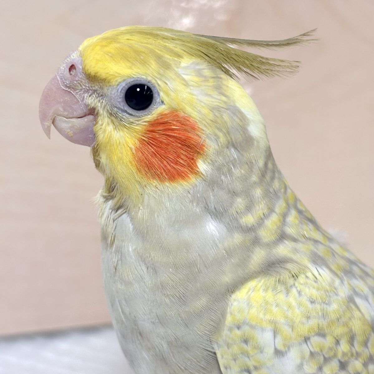 オカメインコ