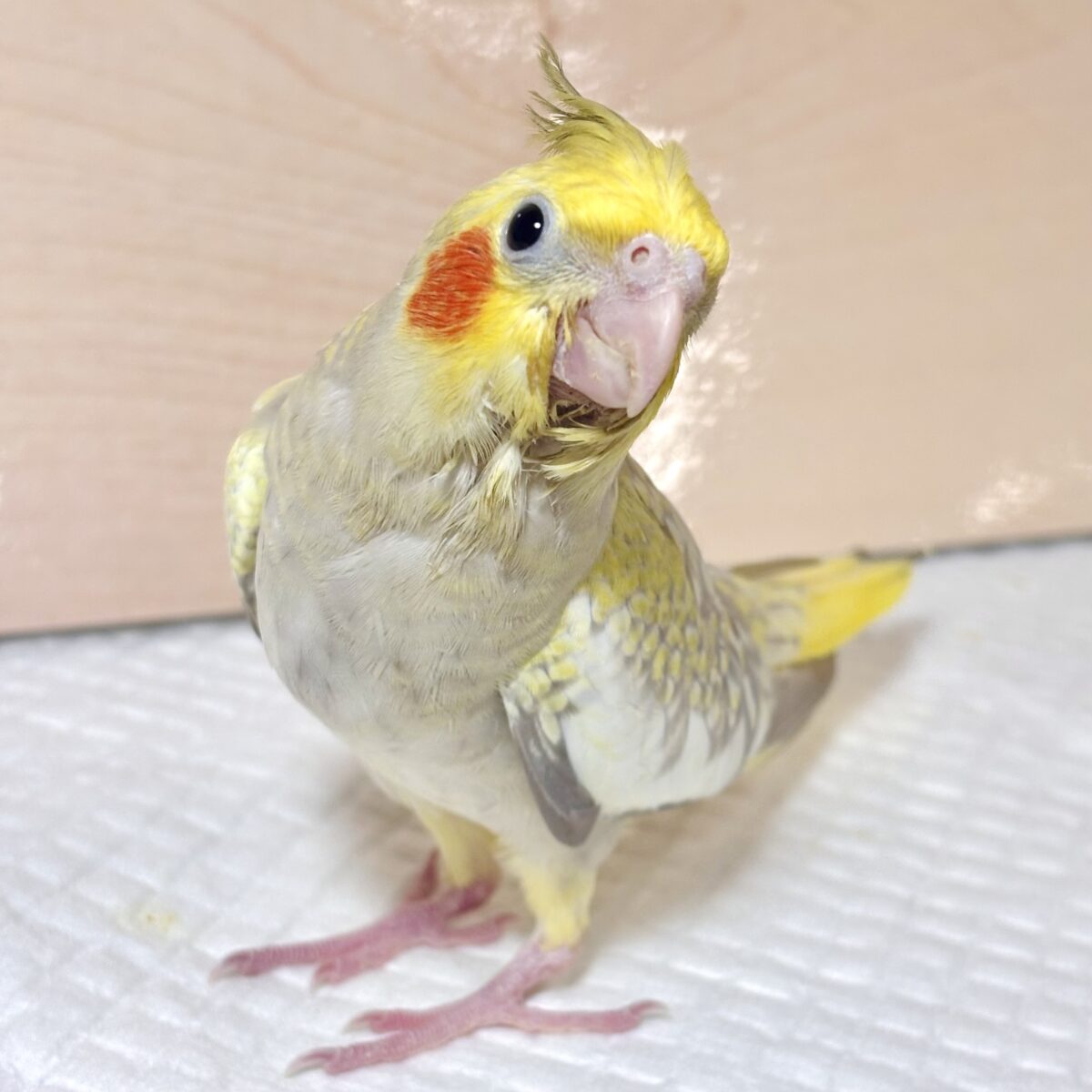 オカメインコ シナモンパール 🍯🐝🫖⋆゜ オカメインコ
