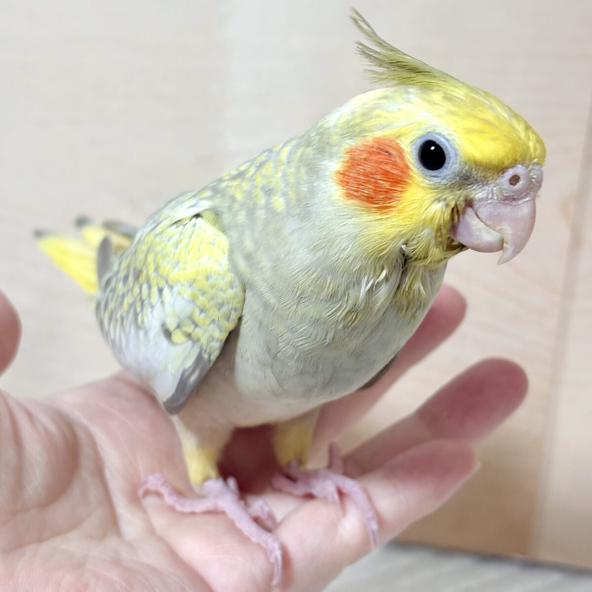 オカメインコ
