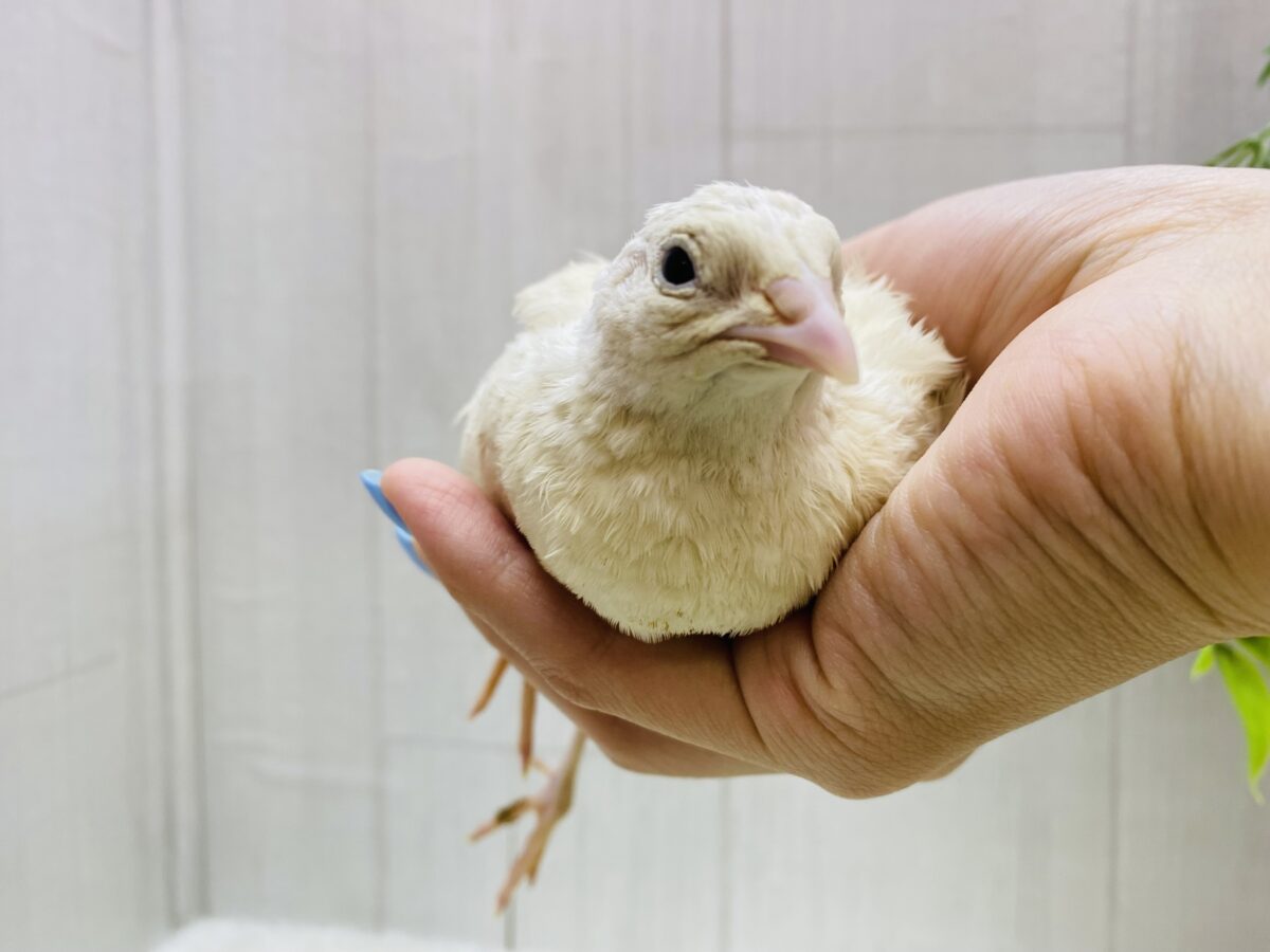 白ウズラ
