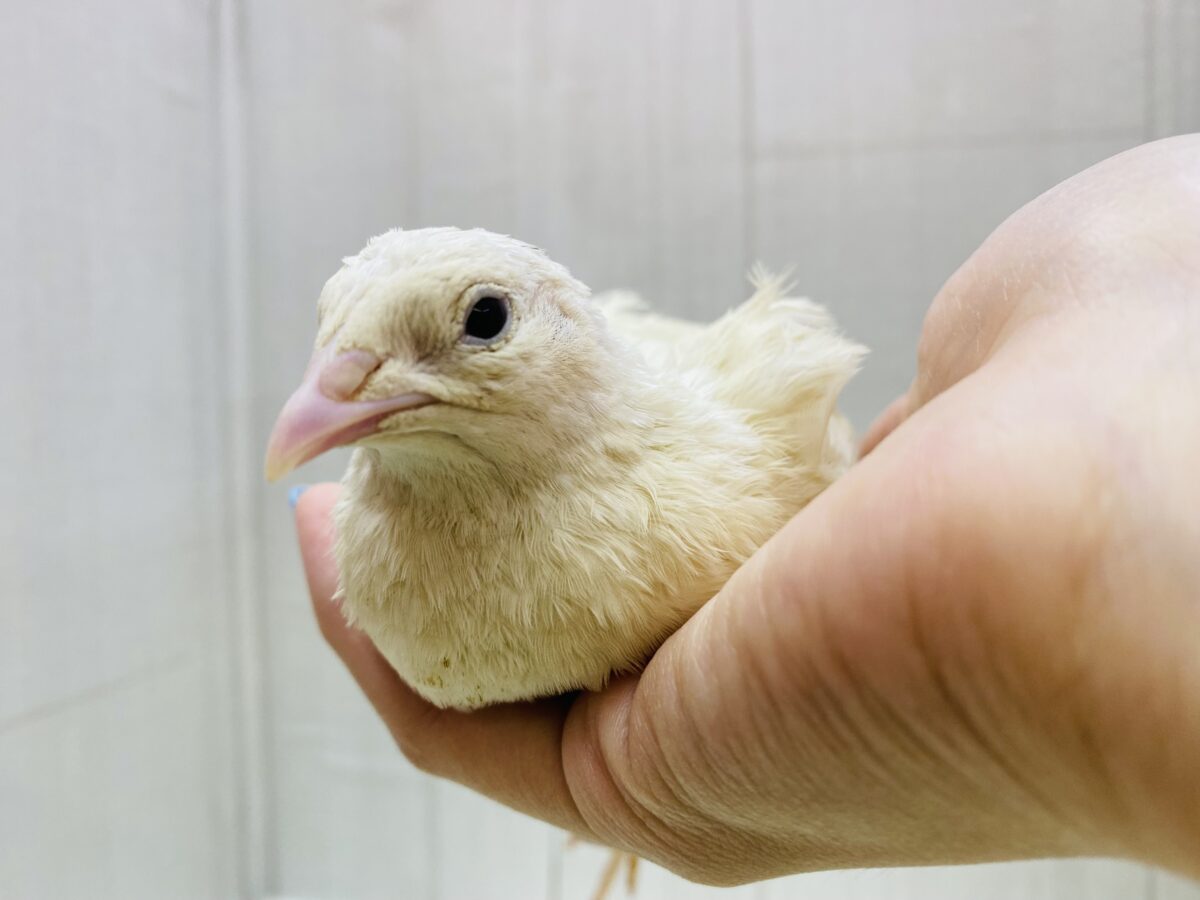 白ウズラ