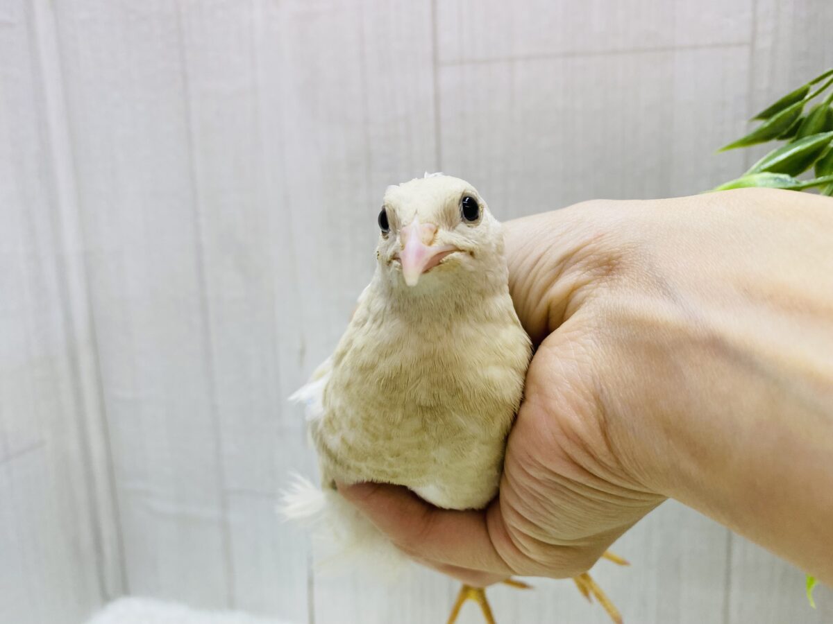 白ウズラ