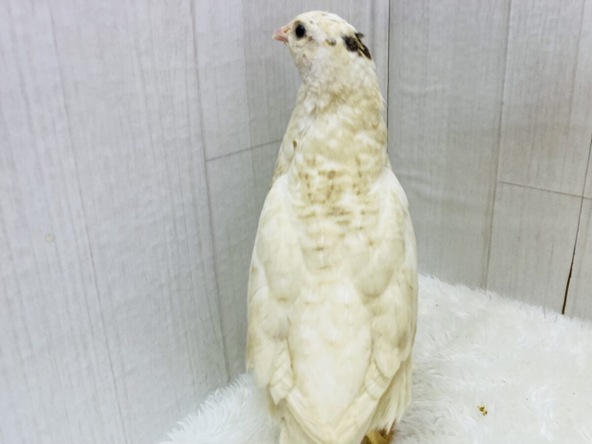 白ウズラ