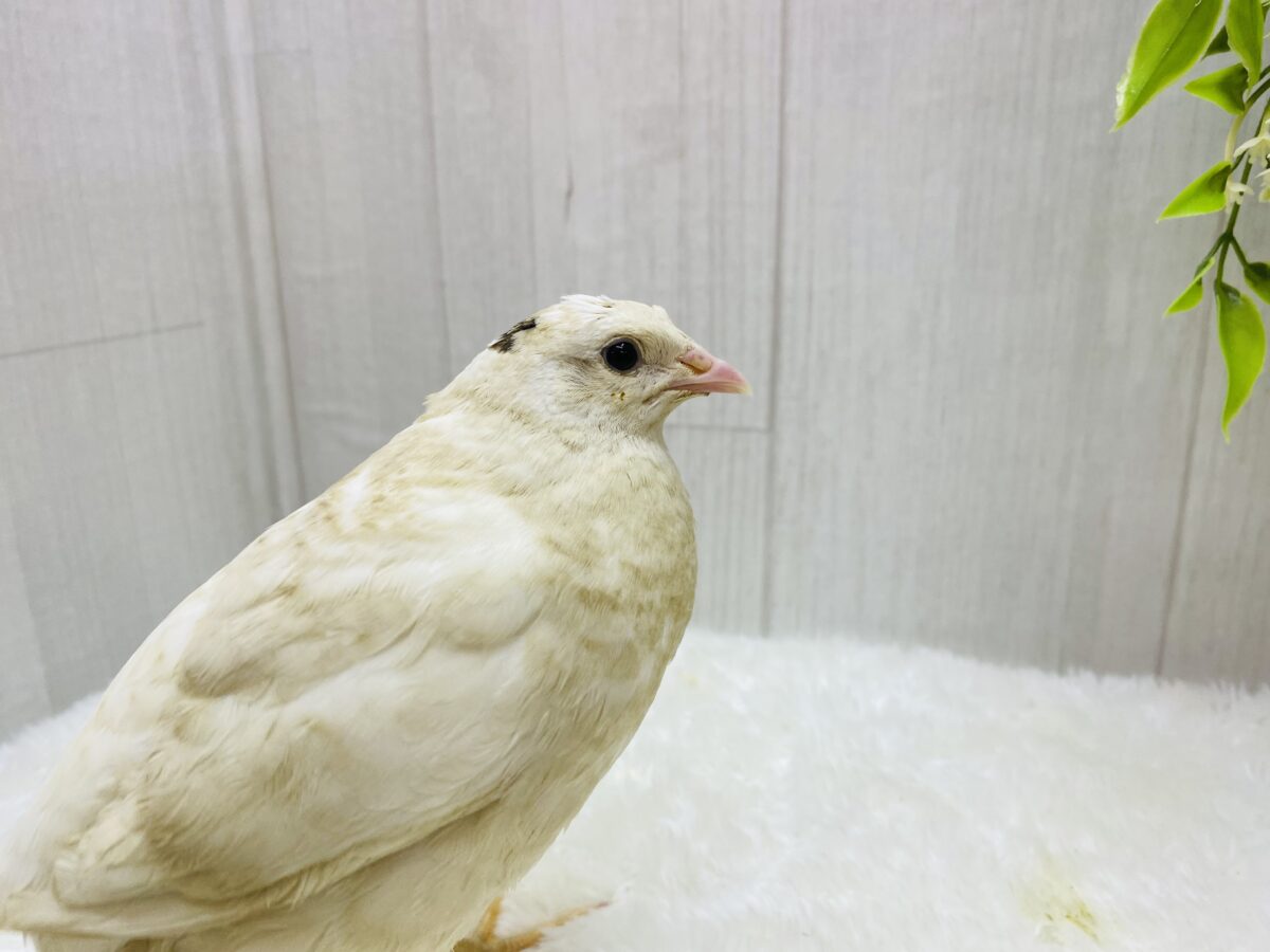 白ウズラ