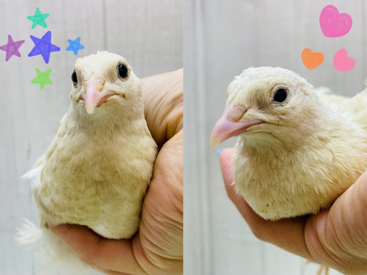 最新画像有ります❗️ピヨピヨ〜🐥⸒⸒真っ白姿になるのかなぁ？白ウズラやって来た‼️