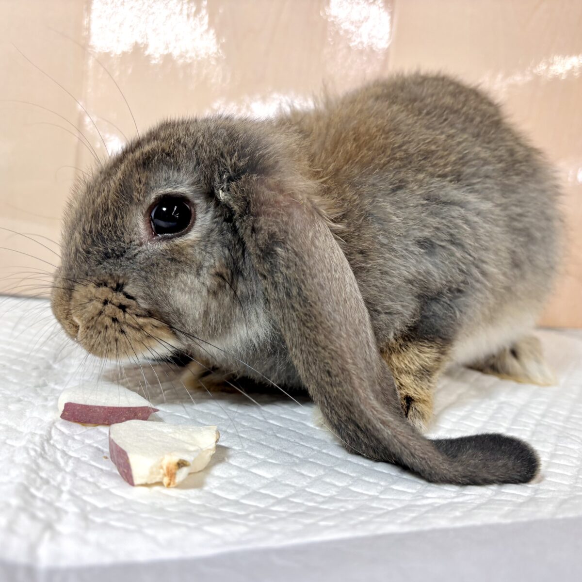 フレンチロップ 男の子 🐰🌿🧡⟡.·*. フレンチロップイヤー