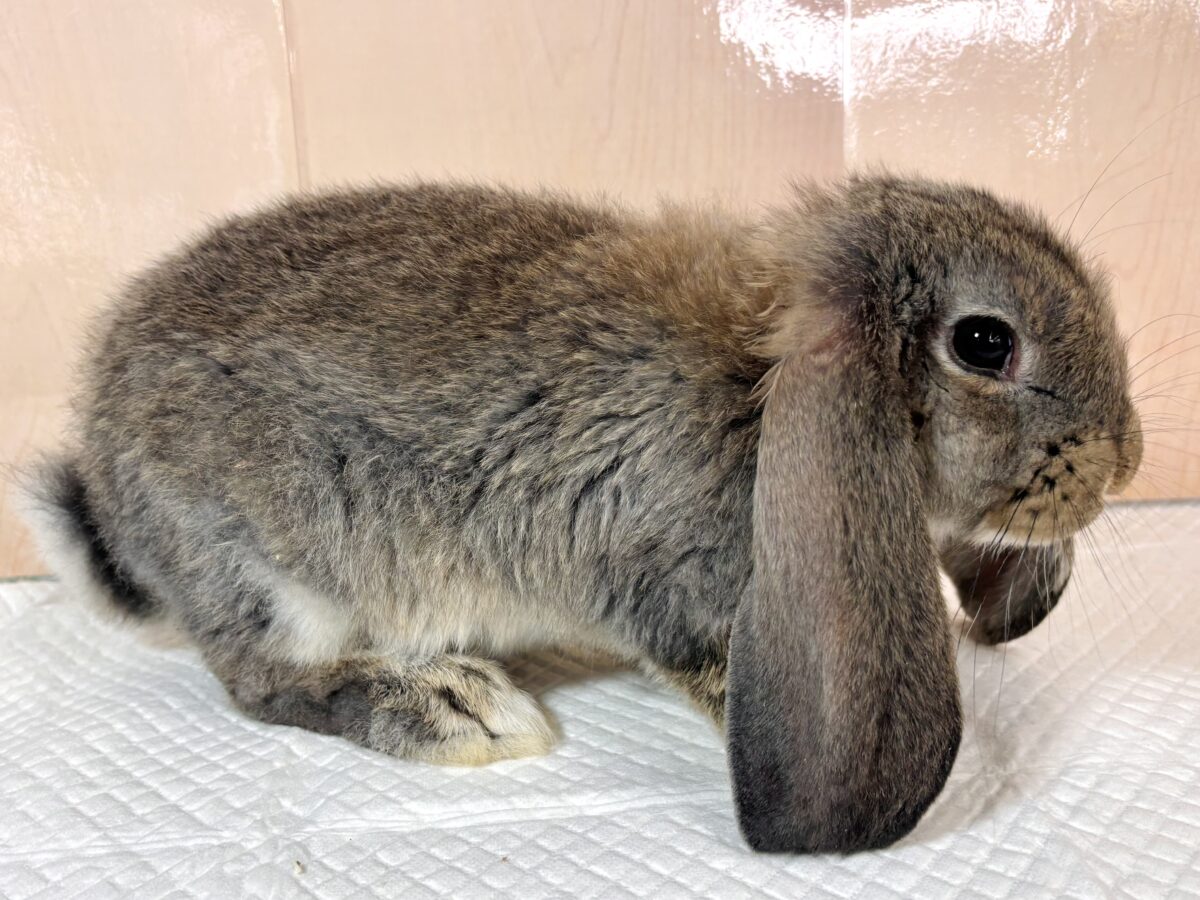 フレンチロップ 男の子 🐰🌿🧡⟡.·*. フレンチロップイヤー