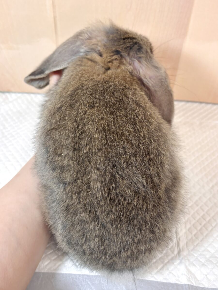 フレンチロップ 男の子 🐰🌿🧡⟡.·*. フレンチロップイヤー