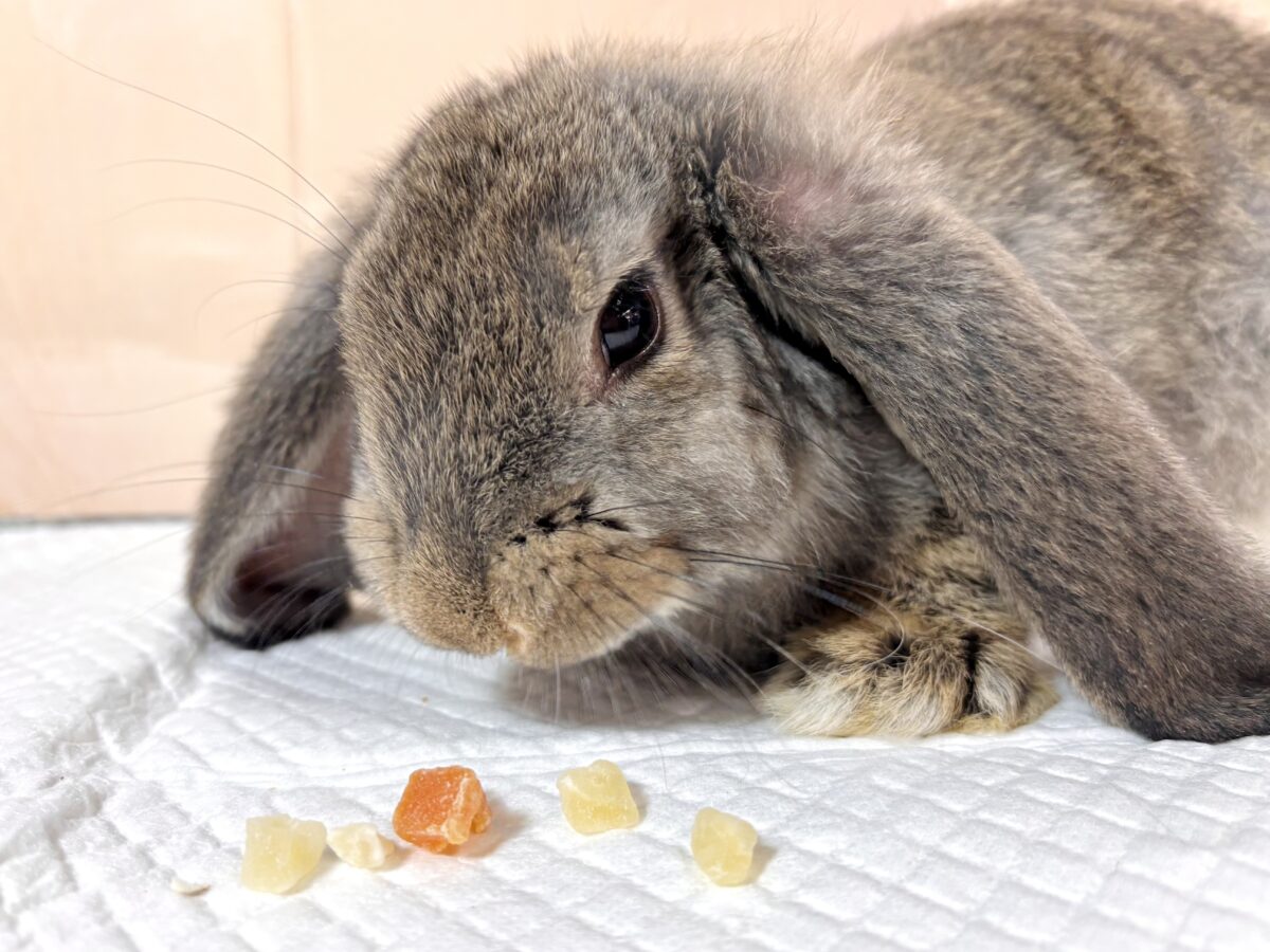 フレンチロップ 男の子 🐰🌿🧡⟡.·*. フレンチロップイヤー