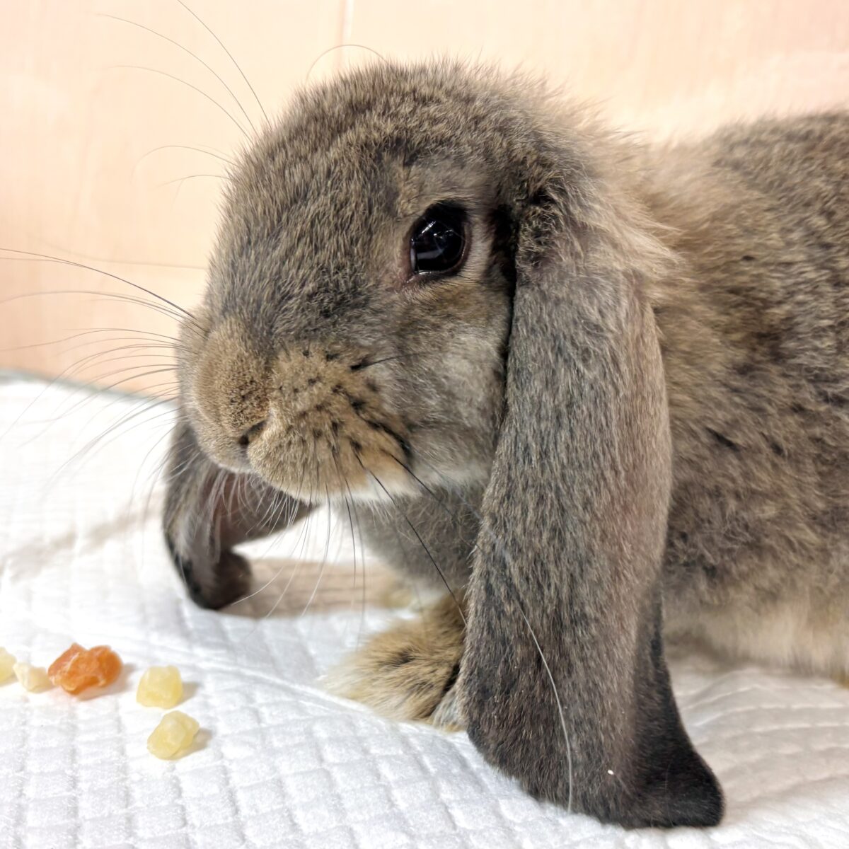 フレンチロップ 男の子 🐰🌿‪🧡‬‪⟡.·*.
