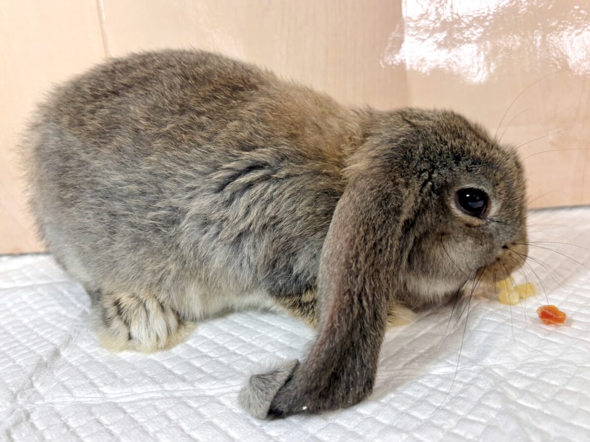 フレンチロップ 男の子 🐰🌿🧡⟡.·*. フレンチロップイヤー
