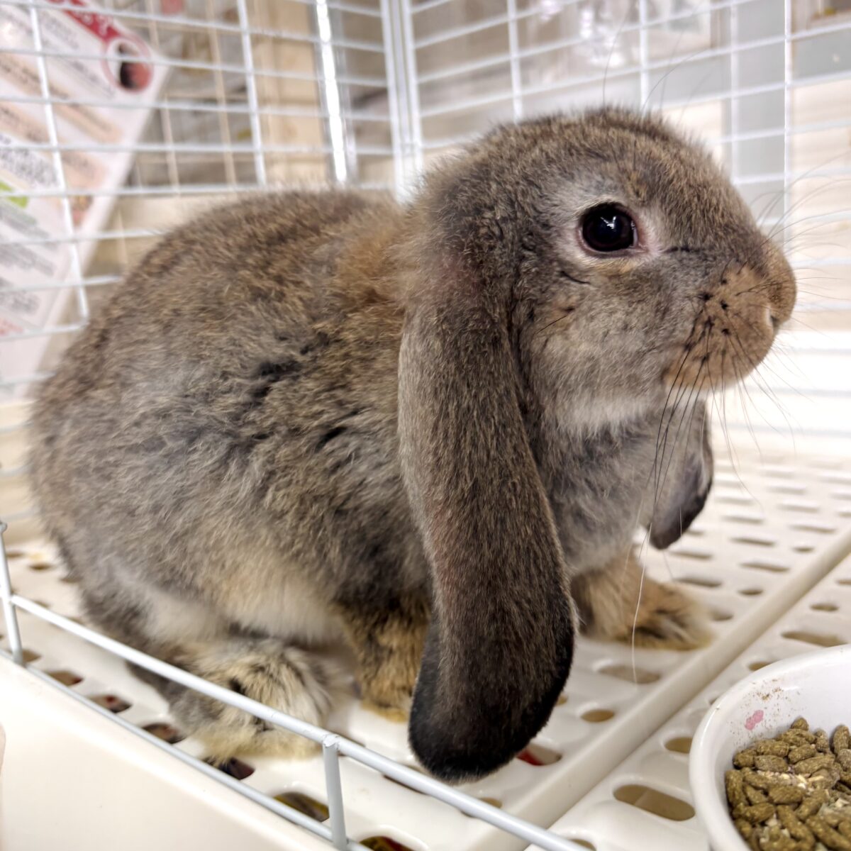 フレンチロップ 男の子 🐰🌿🧡⟡.·*. フレンチロップイヤー