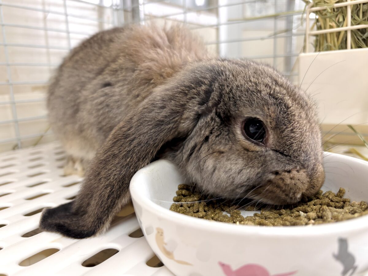 フレンチロップ 男の子 🐰🌿🧡⟡.·*. フレンチロップイヤー