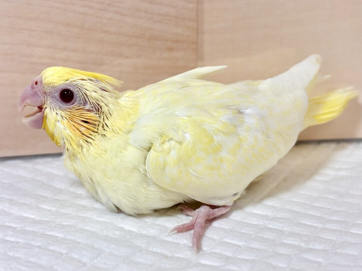 オカメインコ