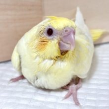 オカメインコ  ルチノーパール  オカメインコ ルチノーパール 🌼🐥✨