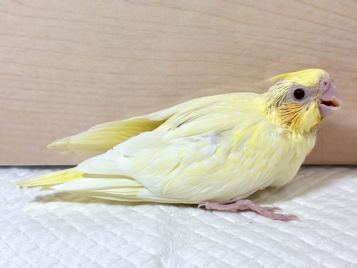 オカメインコ