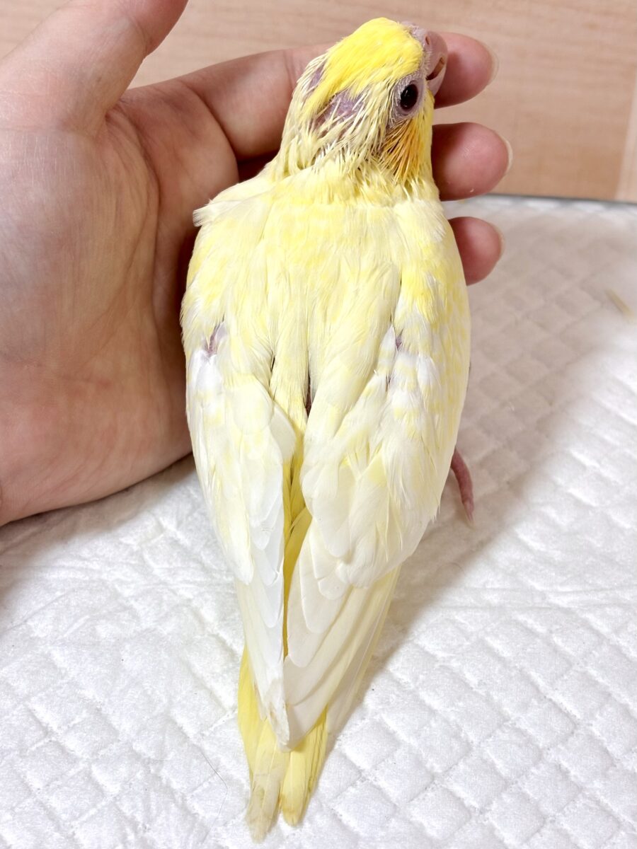 オカメインコ