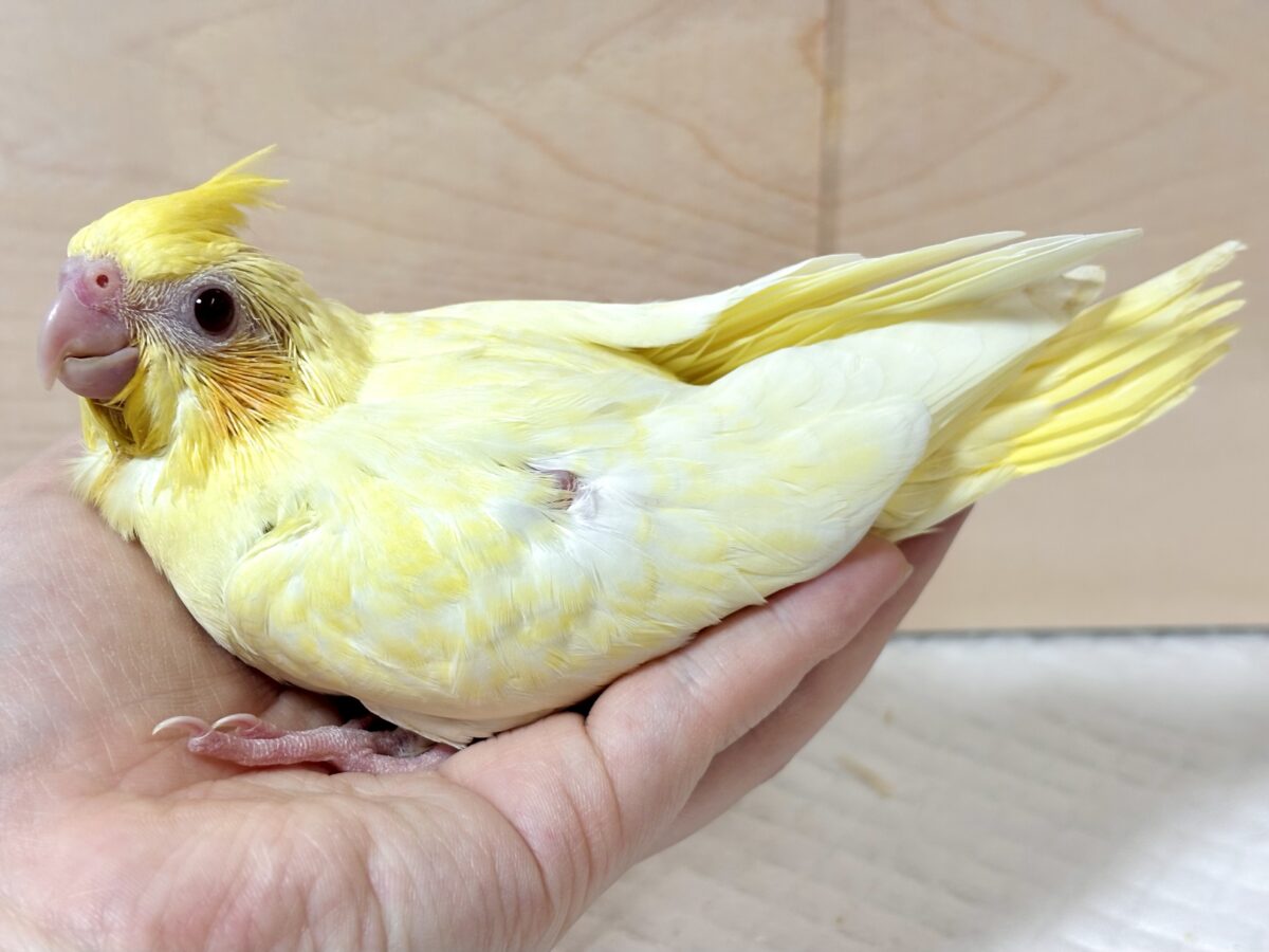 オカメインコ