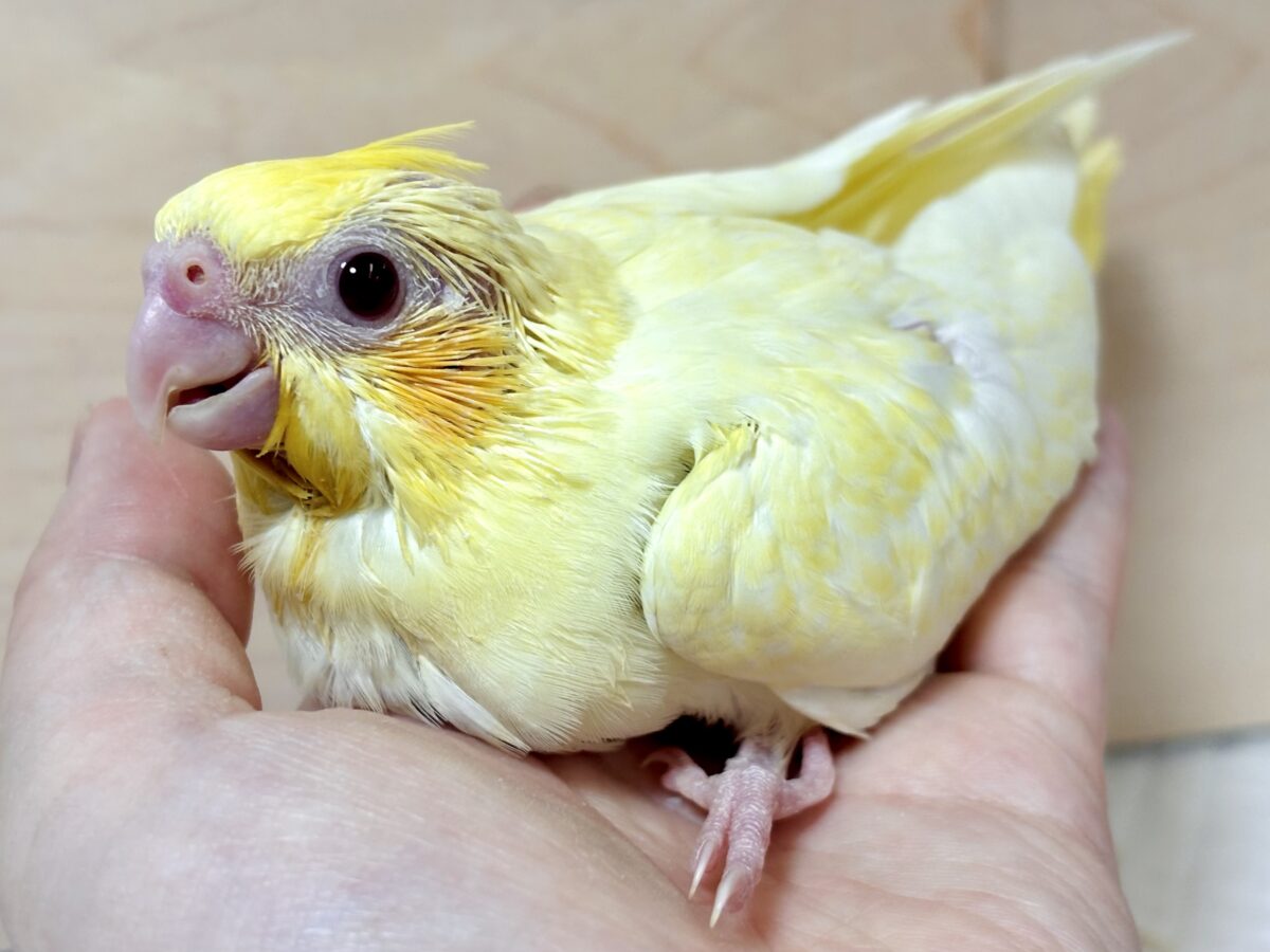 オカメインコ