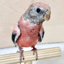 ローズアキクサインコ  🌹🐤💗