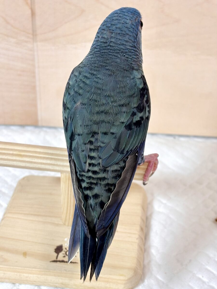 サザナミインコ