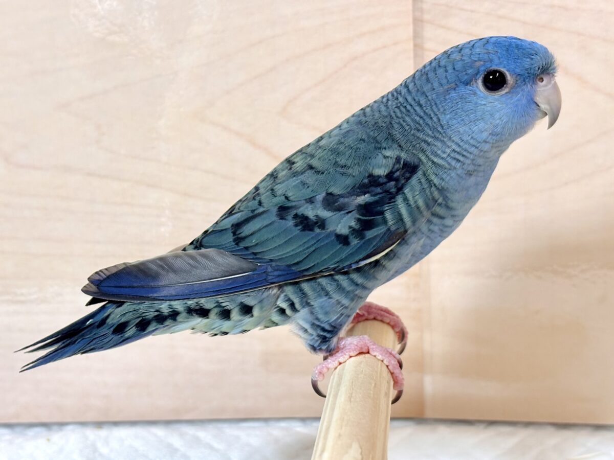 サザナミインコ